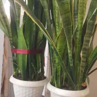 گل سانسوریا