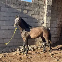 اسب عرب نریان