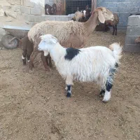 بزغاله ماده