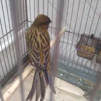 قناری نر نگرو سیاه مست بخون قرص