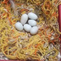 فنج|اسباب‌بازی بچه|مشهد, کوشش|دیوار