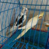 جفت رام مولت کارداده نرو ماده مولد ب شرط نطفه