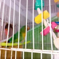 کوتوله مولد|پرنده|مشهد, طبرسی شمالی|دیوار