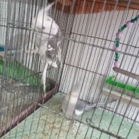 چند جفت عروس هلندی به فروش میرسد|پرنده|آذرشهر, |دیوار