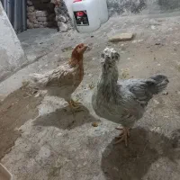 ۲ عدد نیمچه مرغ دم تخم