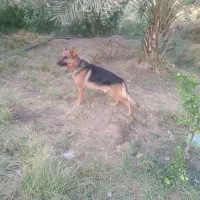 سگ ژرمن نر|سگ|جیرفت, |دیوار