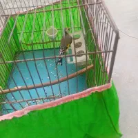 سهره ماده جوجه قفس