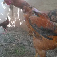 خروس لاری ۵ماهه