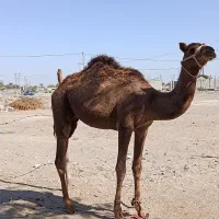 فروش شتر نر|حیوانات مزرعه|میناب, |دیوار