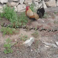 بااین شماره تماس بگیری