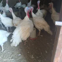 بوقلمون بیوتی 6 فوق سنگین|حیوانات مزرعه|پاسارگاد, |دیوار