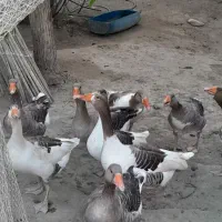 حیوانات درمزرعه|حیوانات مزرعه|میناب, |دیوار