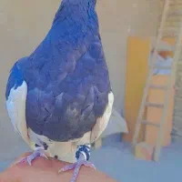 کبوتر دستی|پرنده|حمیدیا, |دیوار