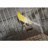 قناری رسمی بلند|پرنده|تهران, شهرک شریعتی|دیوار