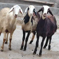 بره ماده عتیقه