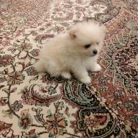 پامر خرسی اصیل|سگ|کرمانشاه, |دیوار