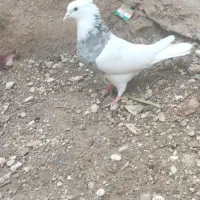 طوق الماسی ماده|پرنده|فسا, |دیوار