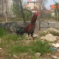 خروس لاری یک ساله همچی تمام