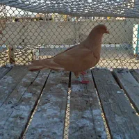 کبوتر زرد ماده عتیقه