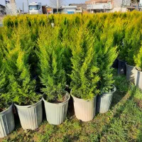 لاوسون سطل ۱۲