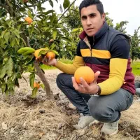 نهال فروشی جعفری|خدمات باغبانی و درختکاری|سردشت, |دیوار