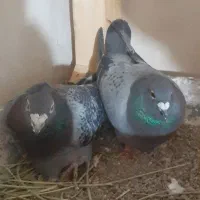 دوعدد کبوتر کفترالمانی مسافتی|پرنده|تربت‌حیدریه, بالا ولایت|دیوار