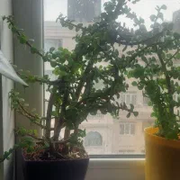 کراسولا خرفه ای