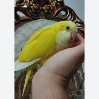 طوطی راهب زرد سفید آبی و پسته ای|پرنده|اهواز, شهرک شهید عباس پور|دیوار