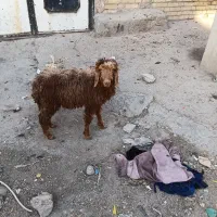 بره|حیوانات مزرعه|اهواز, کوی ملی راه|دیوار