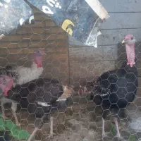 سه تا بوقلمون