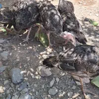 جوجه بوقلمون