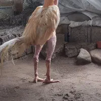 خروس لاری
