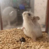 همسر کوچیک نژاد خارجی وارداتی|موش و خرگوش|قرچک, میرزائی شمالی|دیوار