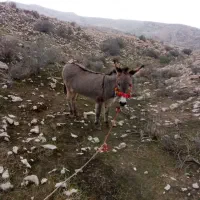 خرگله