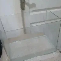 آکواریوم / شیشه زیتون