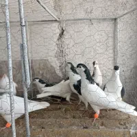 کفر|پرنده|مشهد, چهاربرج|دیوار