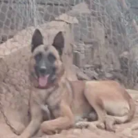 جفت مالینویز جوان