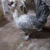 ۱عدد مرغ نژاد دار ۶۰۰ تومان ۱عدد مرغ جنگلی ۴۵۰|حیوانات مزرعه|مشهد, سجادیه|دیوار