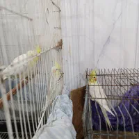 عروس هلندی