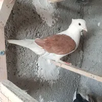 کفتر نقش دوکت