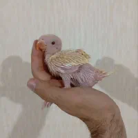 ملنگو سرلاکی کرمینو آلبینو  طوطی کاسکو گرینچیک