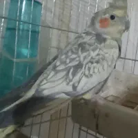 عروس هلندی|پرنده|تهران, کوثر|دیوار