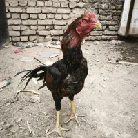 خروس لاری|حیوانات مزرعه|یزد, |دیوار