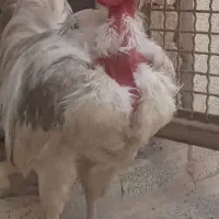 یک عدد خروس گلین تزئینی