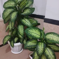 فروش گل طبیعی بسیار زیبا