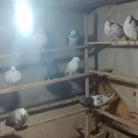 چند تا غریبگیری عالی|پرنده|ری, شهید بهشتی|دیوار