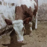 گوساله سمینتال اصل