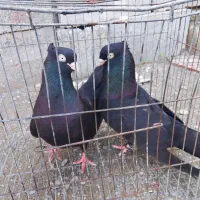 ذاغ آبادانی|پرنده|رودخانه, |دیوار