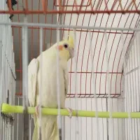 عروس هلندی