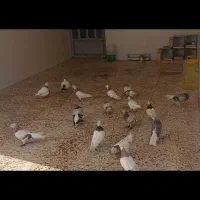 کبوتر رنگی|پرنده|بهبهان, |دیوار